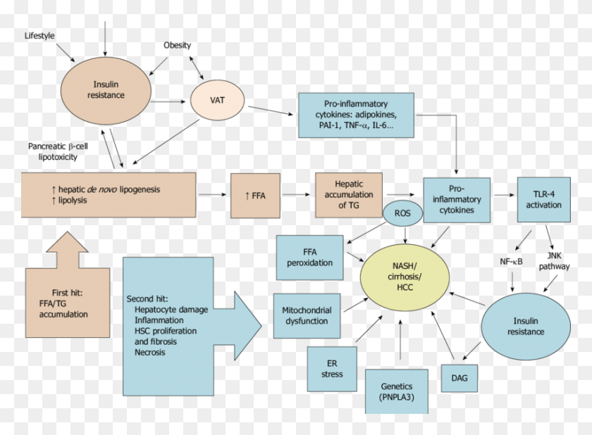 850x609 Schematic Summary Of Nafld Pathophysiology According Il 6 Dengan Nafld, Diagram, Plot, Plan HD PNG Download