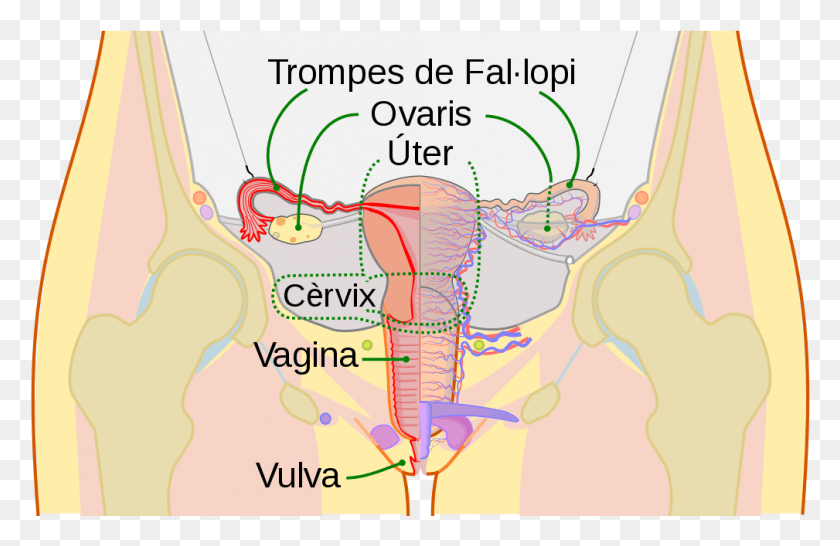 1009x629 Scheme Female Reproductive System Ca Jajniki Anatomia, Plot, Diagram, Vegetation HD PNG Download