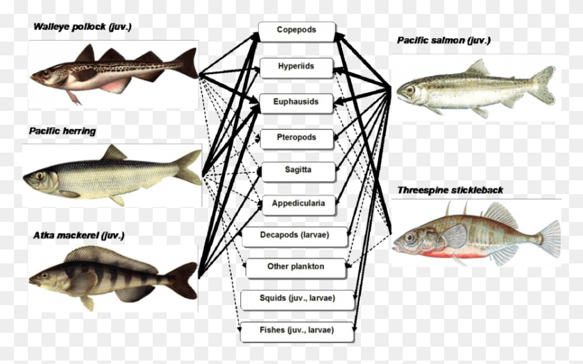 839x501 Scheme Of Trophic Relations Of Mass Species Fishes Pacific Sturgeon, Herring, Sea Life, Fish HD PNG Download