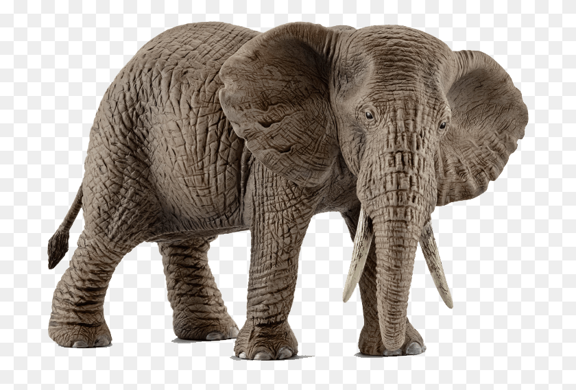 703x509 Schleich African Elephant Female, Wildlife, Mammal, Animal HD PNG Download