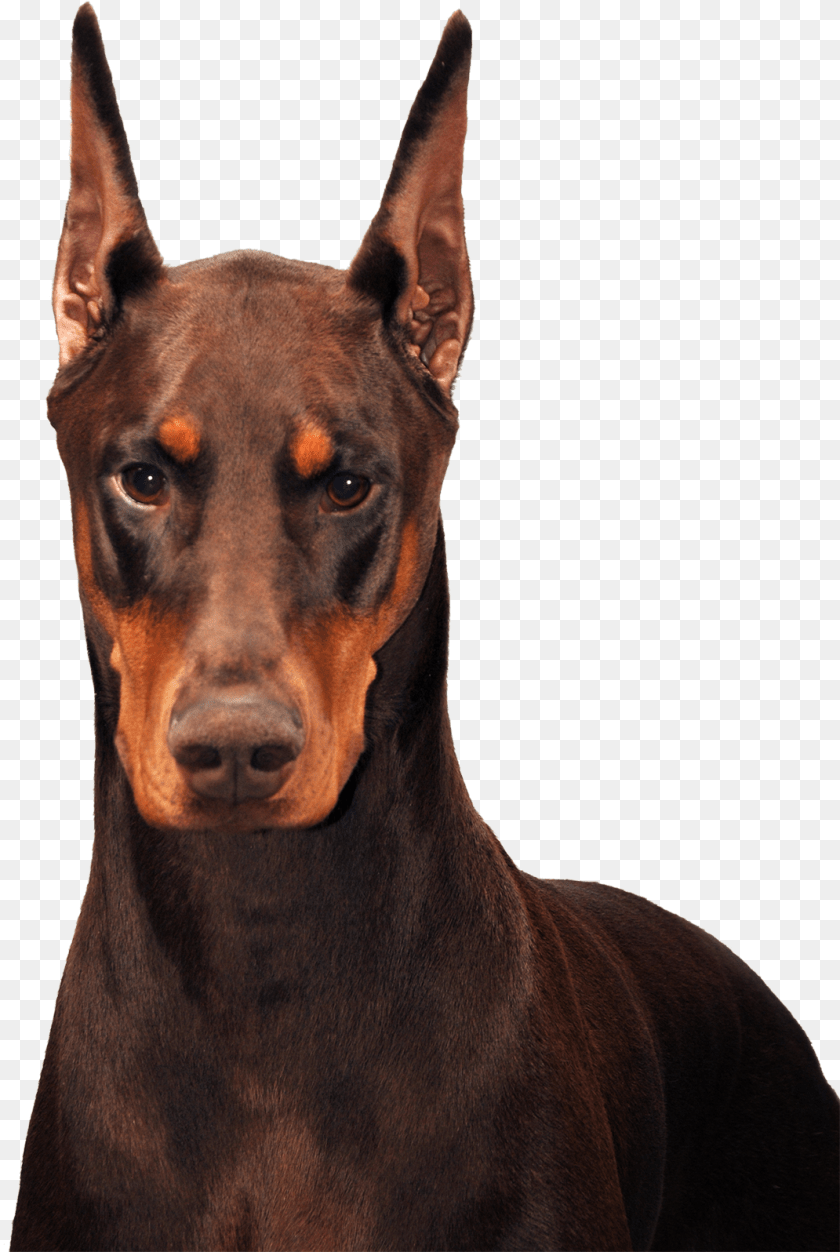 Schohaus Dobermans Envy Doberman, Animal, Canine, Dog, Mammal Clipart PNG