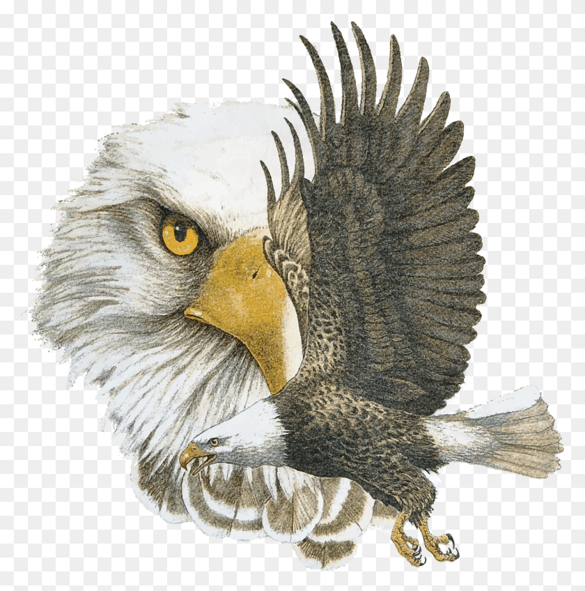 1497x1514 Logotipo De La Escuela Allegra Nance Nance Elementary, Eagle, Bird, Animal Hd Png