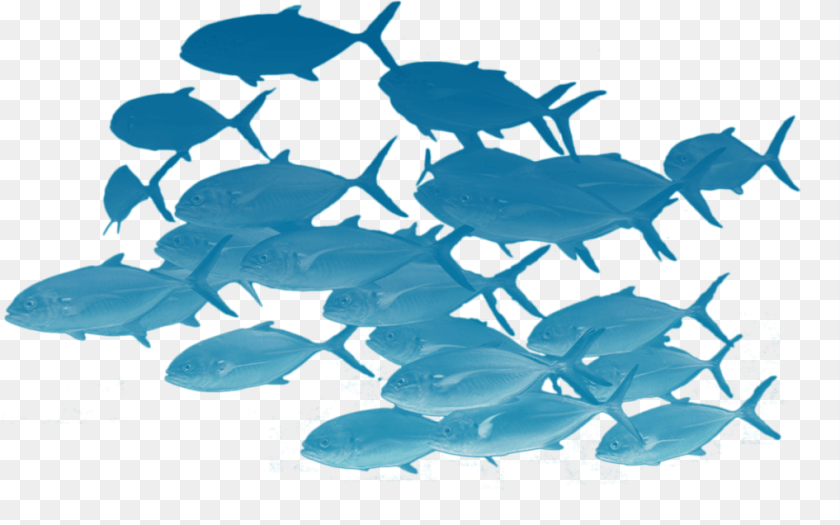 1018x636 School Of Fishes School Of Fish, Aquatic, Water, Nature, Outdoors Sticker PNG