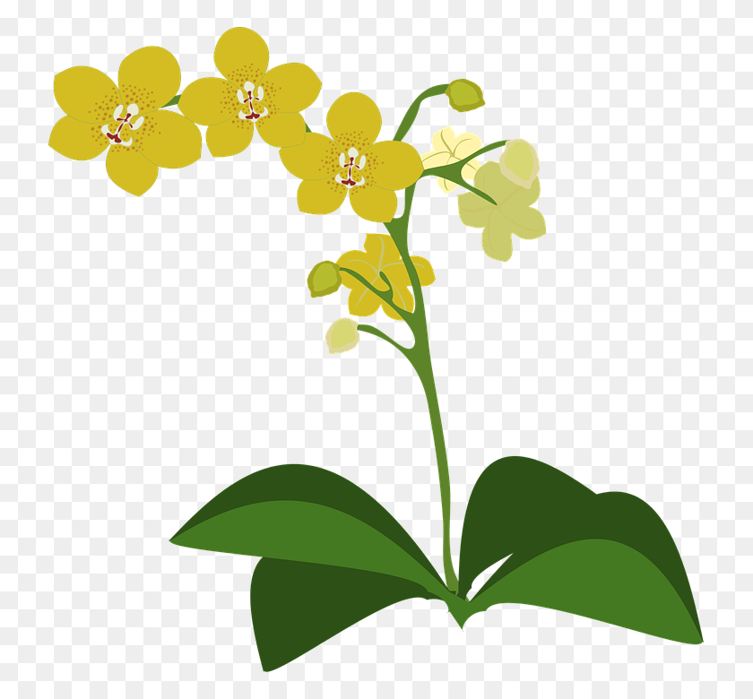 731x720 Science And Nature Clipart Gram Image Orchid Plant Clipart, Flower, Blossom, Green HD PNG Download