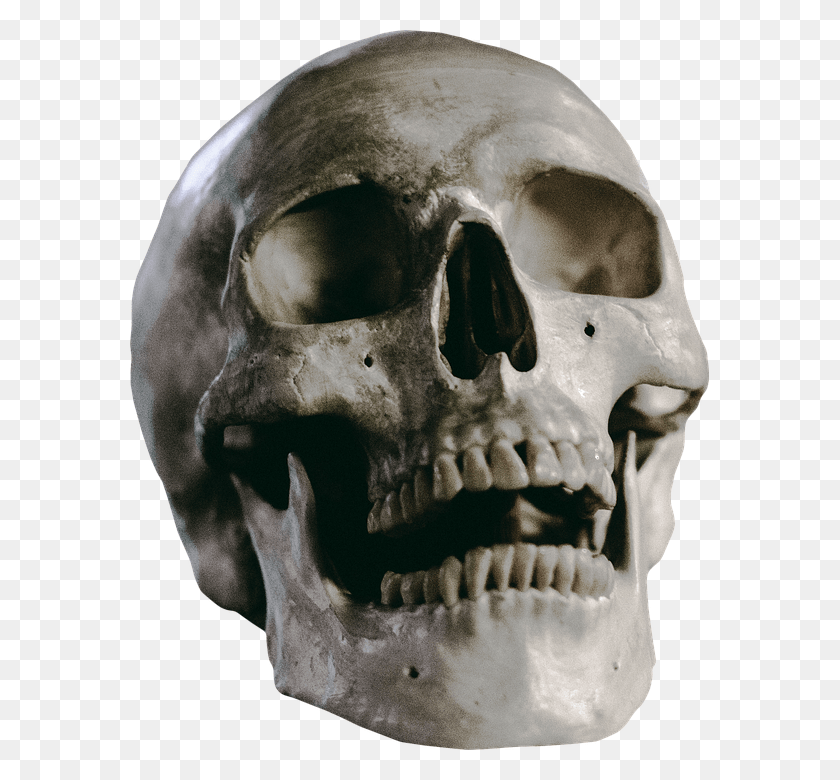 579x720 La Ciencia Ilustración Anatomía Huesos Anatomía Humana Cráneo, Mandíbula, Cabeza, Casco Hd Png Descargar