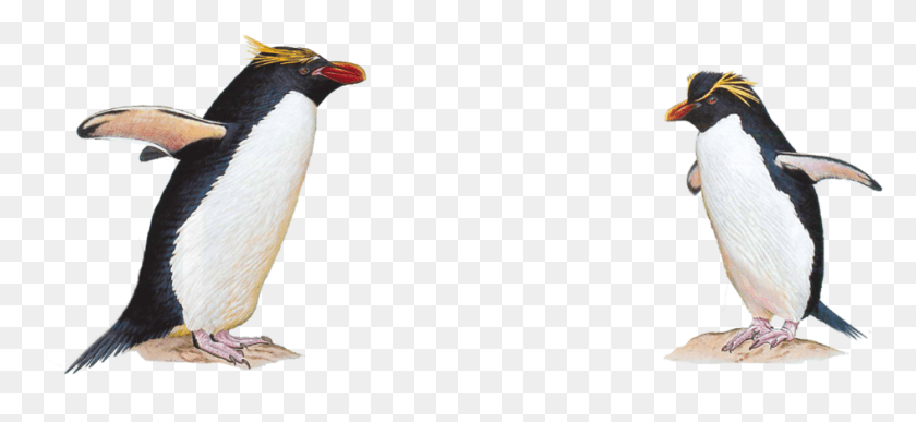 945x397 Science Otto Whitehead Rockhopper Penguin Transparent, Bird, Animal, Beak HD PNG Download