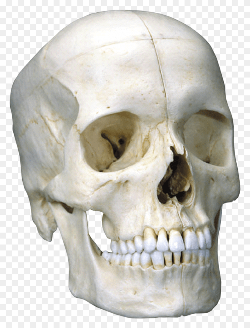 1128x1505 Scientific Bonelike Skull Bony Skull 6 Part Maket Cherepa Kupit Ukraina, Jaw, Teeth, Mouth HD PNG Download