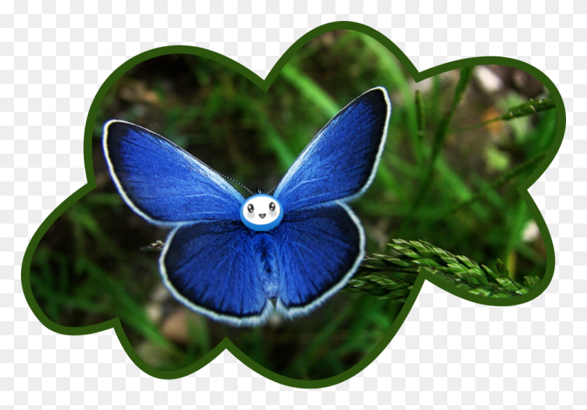 1024x693 Наклейка Sckawaii Карнер Синяя Бабочка, Животное, Беспозвоночное, Насекомое Png Скачать