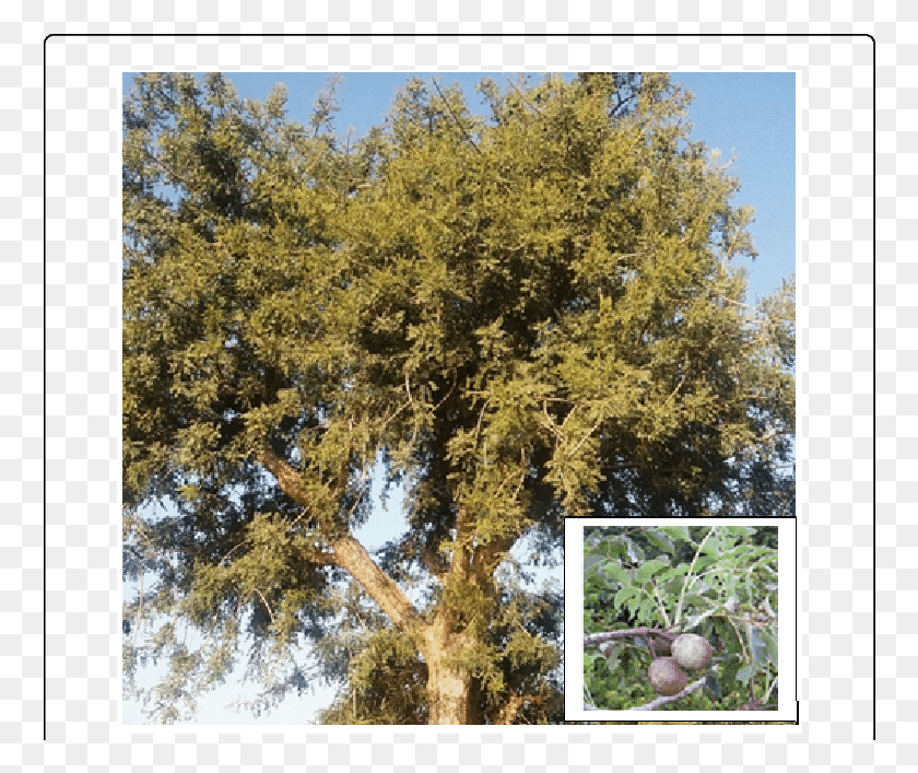 762x647 Sclerocarya Birrea Hochst, Plant, Tree, Produce HD PNG Download