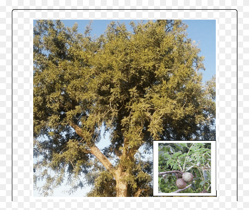 762x647 Sclerocarya Birrea Hochst, Растение, Дерево, Продукты Hd Png Скачать