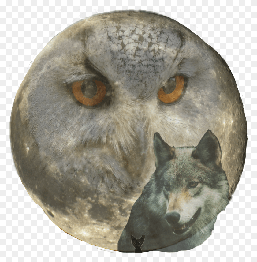 1013x1035 Scmoon Sticker Full Moon, Animal, Owl, Bird HD PNG Download