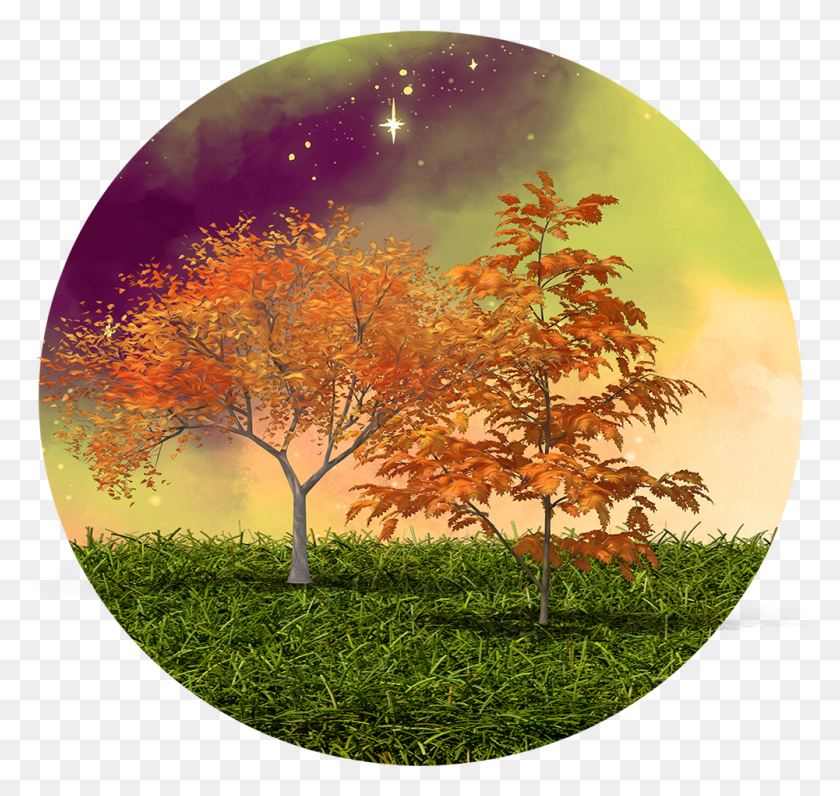 1001x945 Score 50 Autumn Transparent, Tree, Plant HD PNG Download