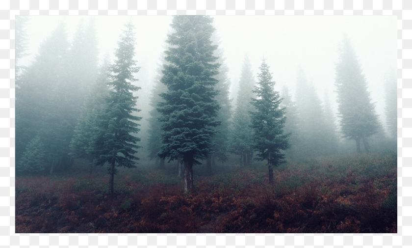 1001x572 Score 50 Foggy Forest Transparent, Tree, Plant, Fir HD PNG Download