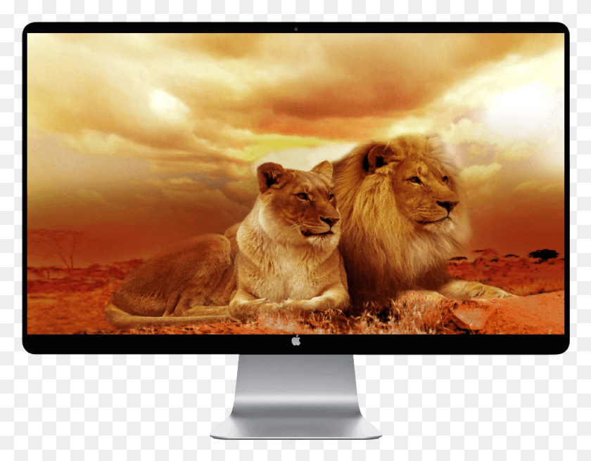 1001x766 Score 50 Leones En El Campo, Lion, Wildlife, Mammal HD PNG Download