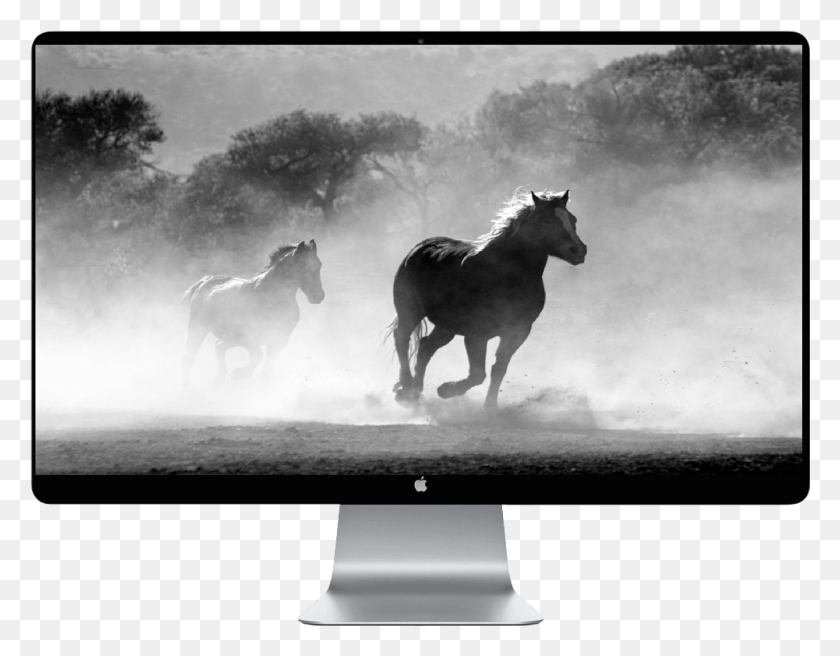 1001x766 Score 50 Losing A Horse Grief, Lcd Screen, Monitor, Screen HD PNG Download