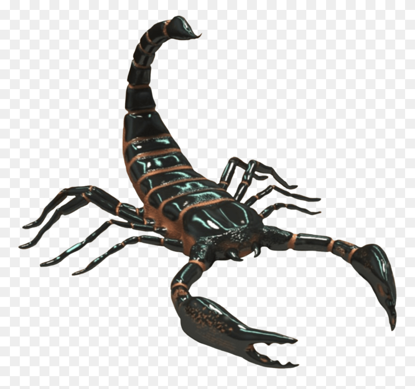 769x726 Scorpio Photo Scorpion Transparent Background, Invertebrate, Animal, Person HD PNG Download