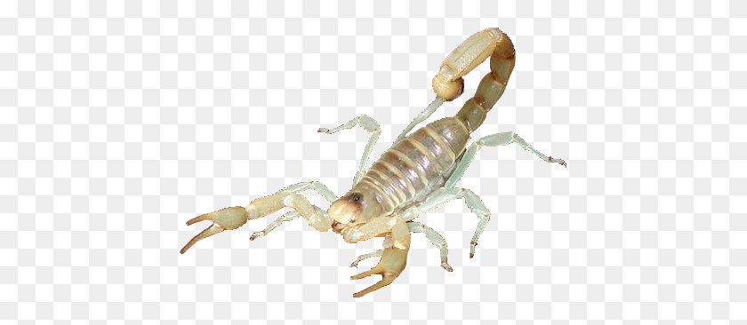 437x306 Scorpion, Invertebrate, Animal HD PNG Download
