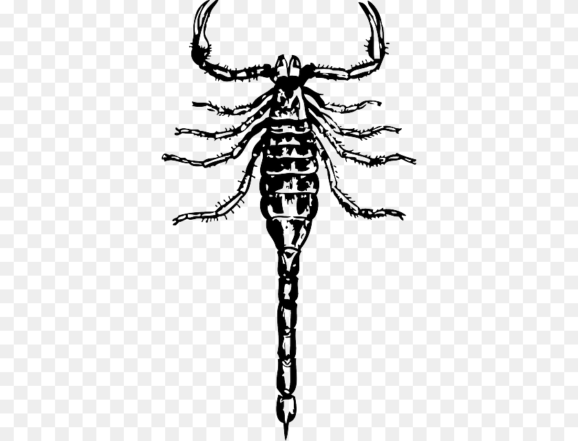 370x640 Scorpion Cartoon Insect Claws Scorpions Poisonous, Animal, Invertebrate, Person, Stencil Transparent PNG