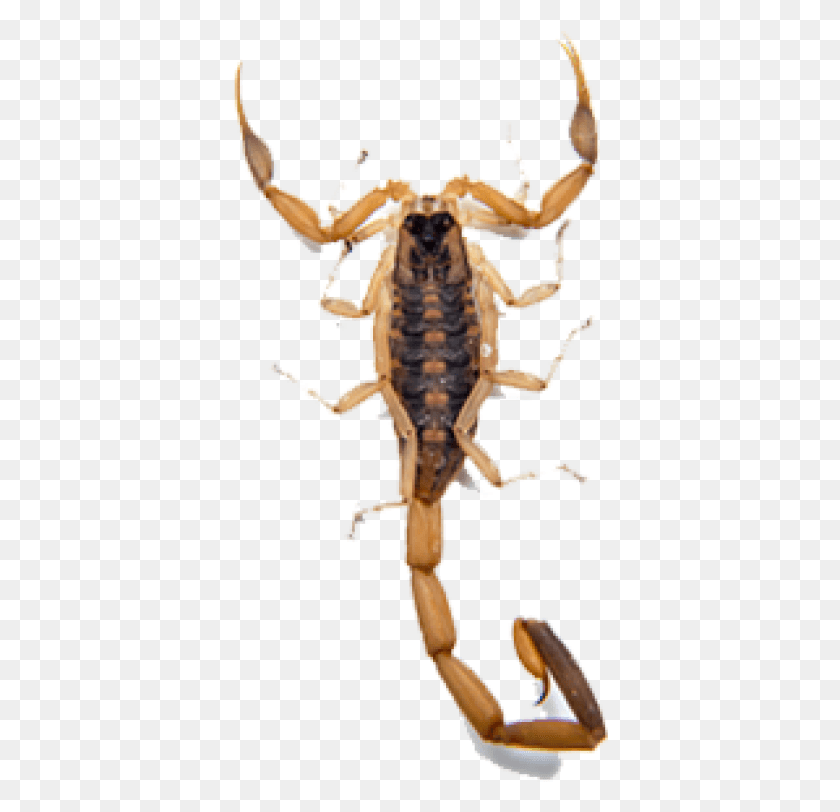 377x752 Scorpion Free Scorpion Insect, Cross, Symbol, Invertebrate HD PNG Download