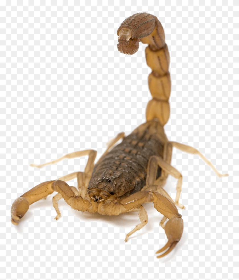 940x1115 Scorpion Picture Scorpion, Invertebrate, Animal HD PNG Download