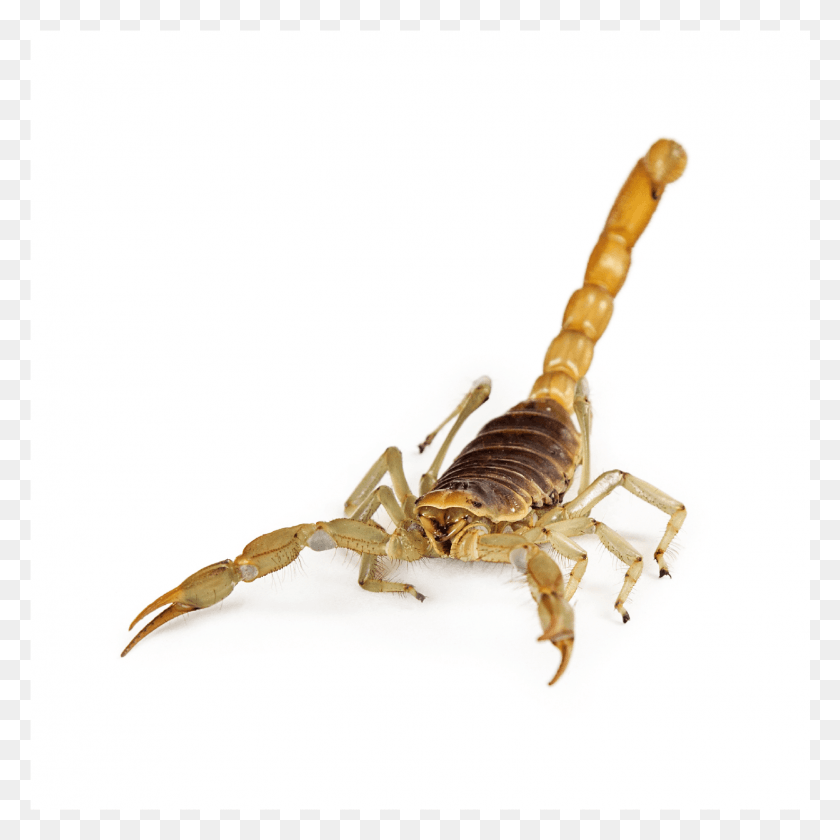 1473x1473 Скорпионы Гигантский Волосатый Скорпион, Беспозвоночные, Животное, Насекомое Hd Png Скачать