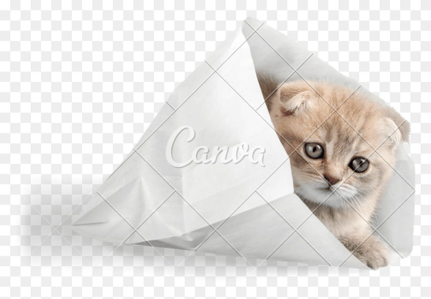 800x538 Scottish Fold Cats Kitten, Cat, Pet, Mammal HD PNG Download