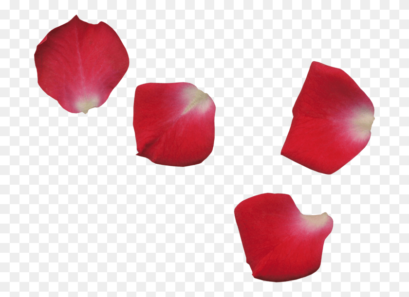 700x551 Scrap De Ptalos De Flores Red Flower Leaf, Pétalo, Flor, Planta Hd Png