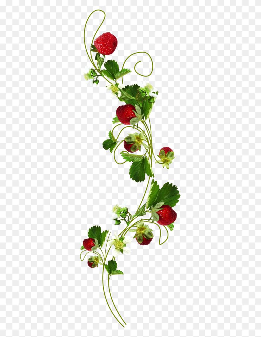 325x1024 Иллюстрация Растения Скрапанги Физз Эл И Рамос Де Моранго, Цветок, Цветение, Герань Png Скачать
