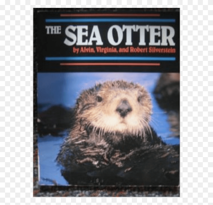 584x749 Screen 2 On Flowvella Sea Otter, Wildlife, Animal, Mammal HD PNG Download