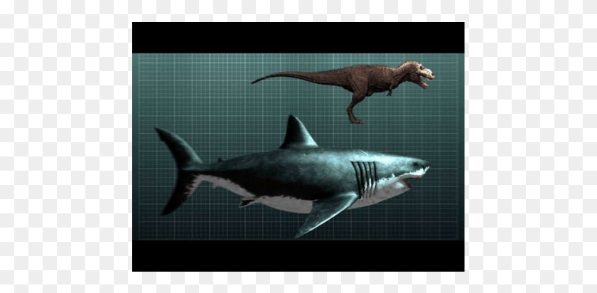 469x352 Screen 3 On Flowvella Megalodon Compared To A Trex, Shark, Sea Life, Fish HD PNG Download