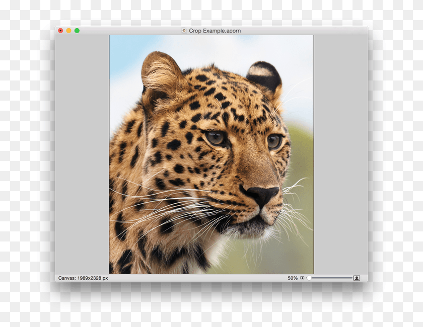 700x590 Screen Shot 2015 05 06 At, Panther, Wildlife, Mammal Descargar Hd Png