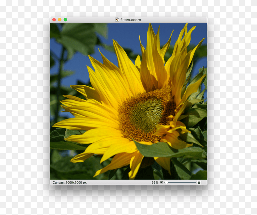 600x642 Screen Shot 2015 05 07 At Sunflower, Plant, Flower, Blossom HD PNG Download