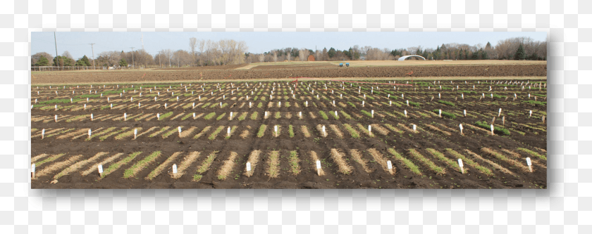 1342x470 Screening Barley For Winter Survival Field, Soil, Land, Outdoors HD PNG Download