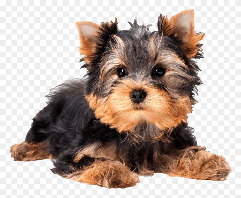 3329x2689 Scroll To Top Cute Yorkshire Terrier Puppy HD PNG Download