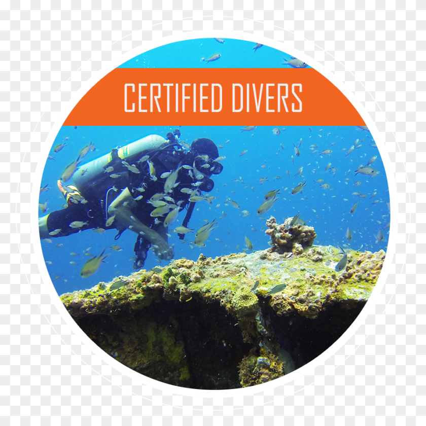 891x891 Scuba Diving Underwater, Water, Outdoors, Sport HD PNG Download