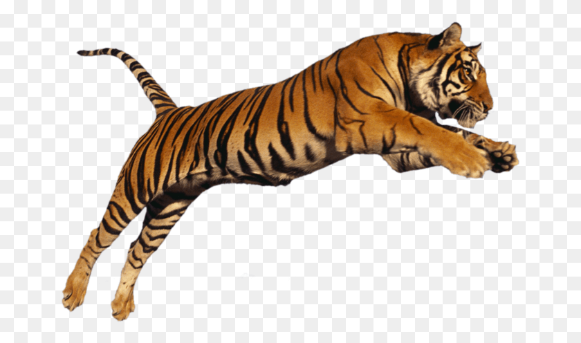 665x436 Se Algum Dissesse Que O Tigre O Rei Das Selvas Тигр, Дикая Природа, Млекопитающее, Животное Hd Png Скачать