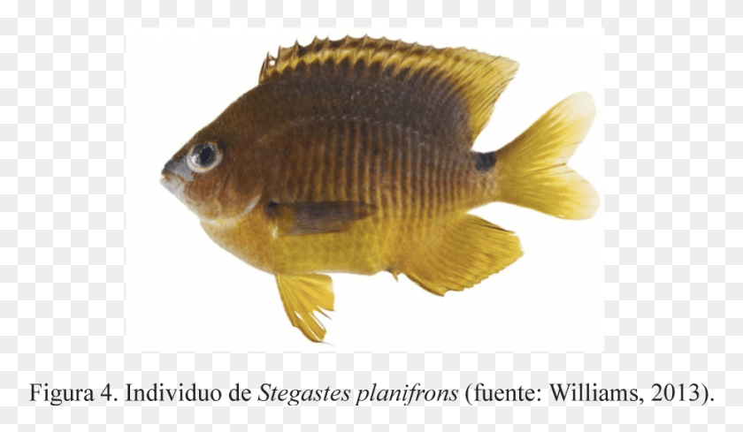 920x506 Se Utilizaron Estas Tres Especies Por Su Conducta Territorial Золотая Рыбка, Рыба, Животное, Окунь Png Скачать