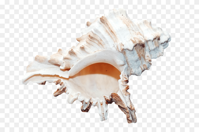 Sea Animal, Invertebrate, Sea Life, Seashell Transparent PNG