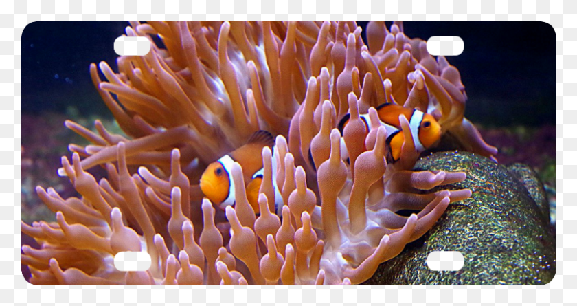 799x395 Sea Anemone, Sea Anemone, Invertebrate, Sea Life HD PNG Download