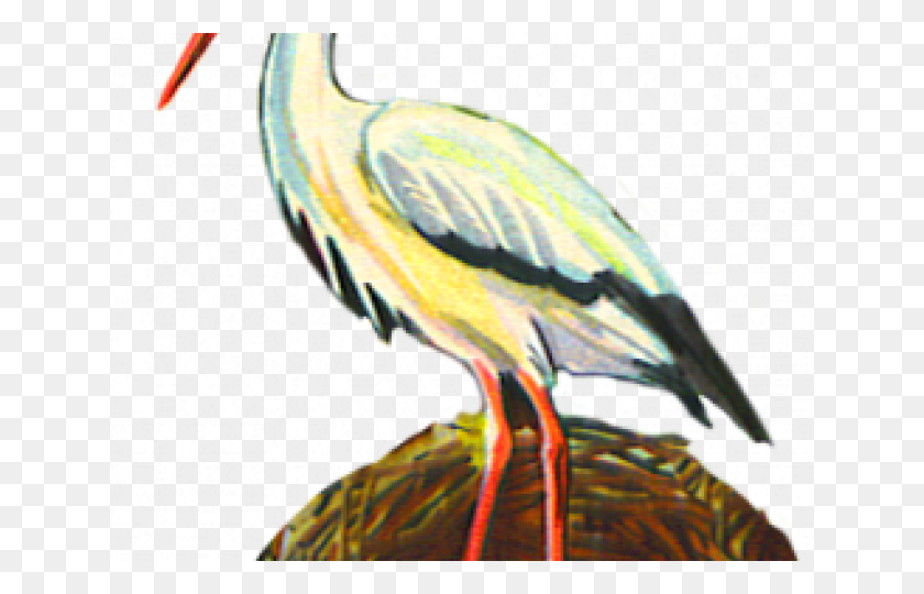 640x480 Sea Bird Clipart Crane Bird Northern Gannet, Animal, Crane Bird, Waterfowl HD PNG Download