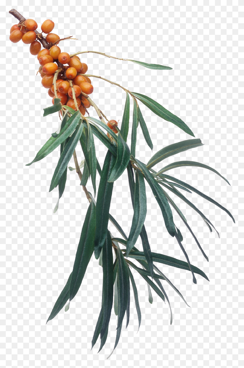2840x4396 Sea Buckthorn HD PNG Download