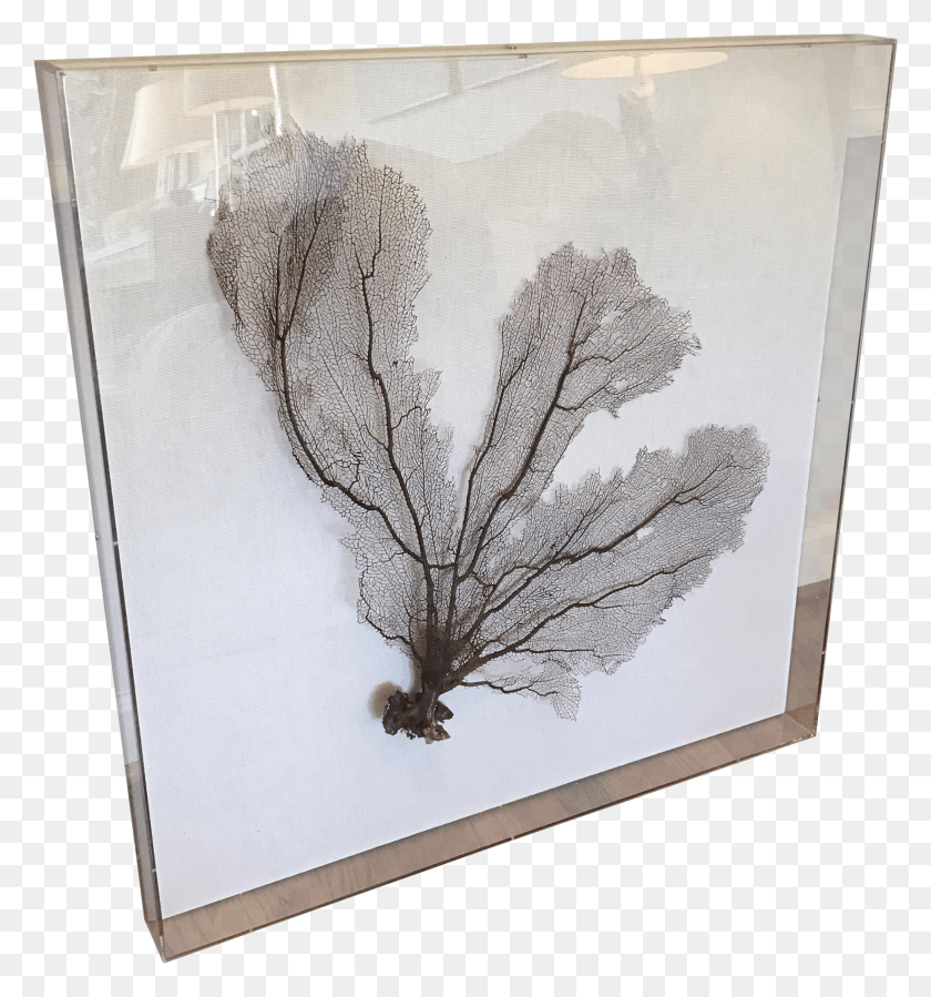 2248x2419 Sea Fan Coral Framed In Acrylic Box On Chairish Sketch HD PNG Download
