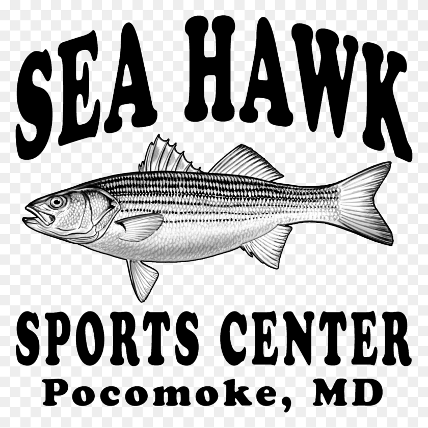 1388x1390 Sea Hawk Sports Center Seahawk Sports Center, Word, Fish, Animal HD PNG Download