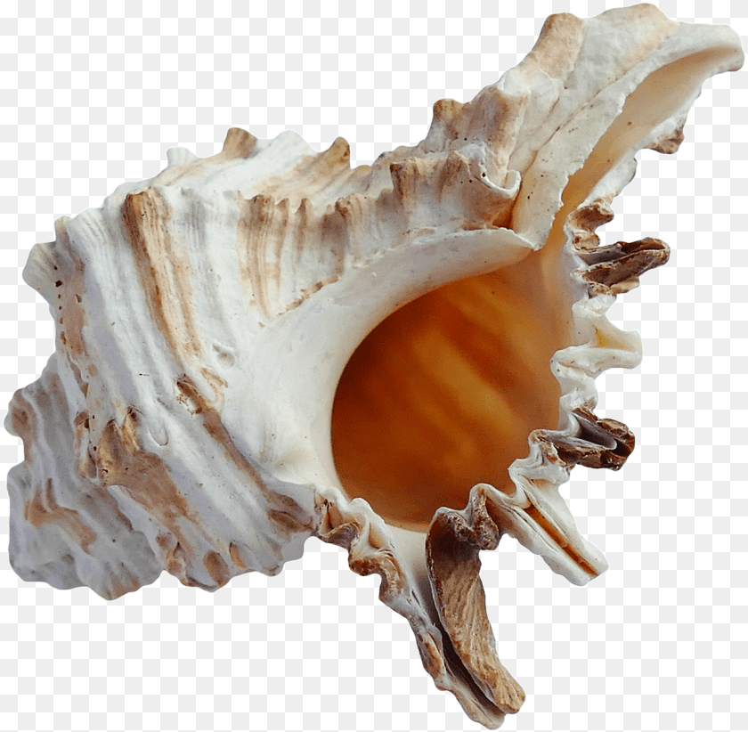 1229x1202 Sea Ocean Shell For Download Beach Shell, Animal, Invertebrate, Sea Life, Seashell Sticker PNG