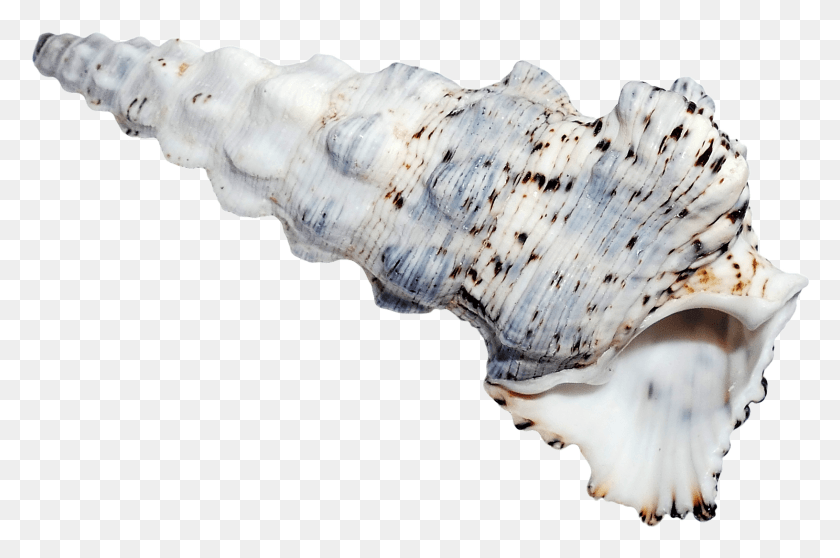 1632x1043 Sea Ocean Shell Image Portable Network Graphics, Seashell, Invertebrate, Sea Life HD PNG Download