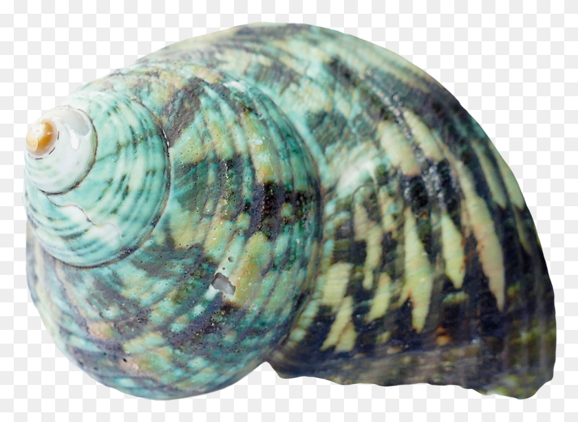 1280x910 Sea Ocean Shell Images Background Concha, Invertebrado, Vida Marina, Animal Hd Png