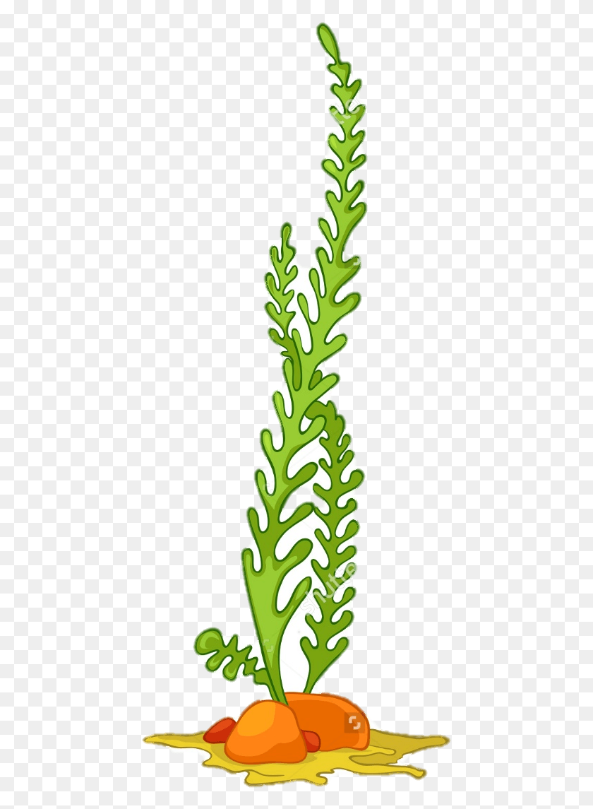 439x1085 Sea Plant Cartoon, Vegetable, Food, Kale HD PNG Download