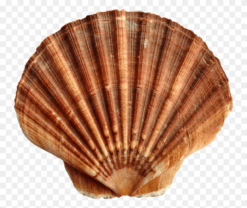 747x646 Sea Shell, Clam, Seashell, Invertebrate HD PNG Download