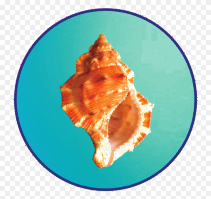 735x733 Sea Shell Circlertd Piece Of Cake Clip Art, Conch, Seashell, Invertebrate HD PNG Download
