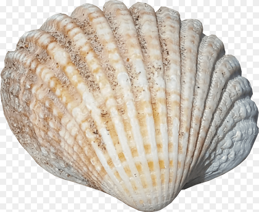 Sea Shell No Background Seaside Sea Shells No Background, Animal, Seafood, Sea Life, Invertebrate Transparent PNG